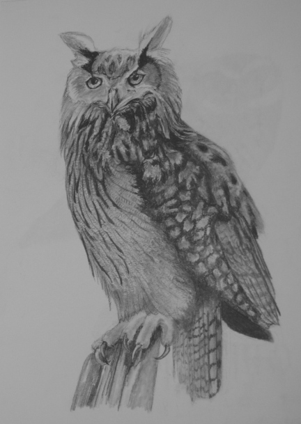 horned owl